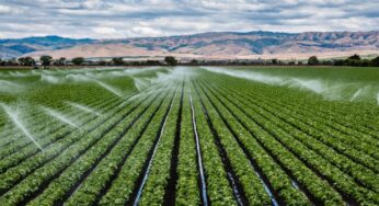 The Top Challenges of Starting a Farm in California
