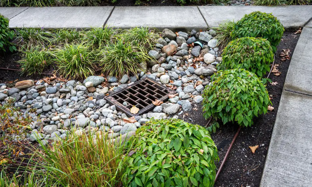 Small rocks and plants surround a metal rectangular stormwater drain. This system is in the area between intersecting sidewalks.