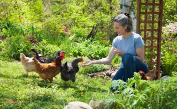 A young woman kneeling down to feed a group of four free-range chickens in a luscious garden covered in greenery.
