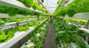 4 Key Advantages of Hydroponic Gardening