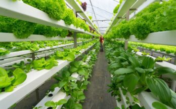 An individual standing in the middle of a long row of green vegetables growing in an indoor hydroponic system.