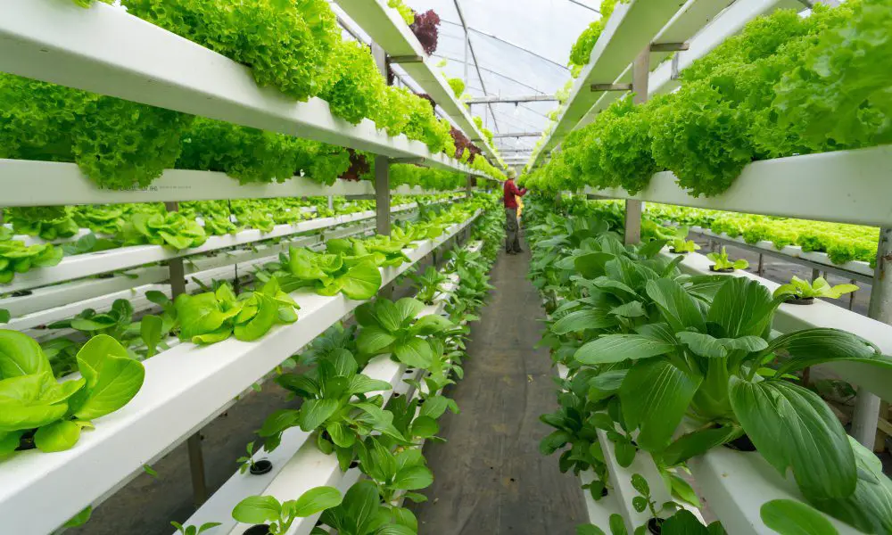 An individual standing in the middle of a long row of green vegetables growing in an indoor hydroponic system.