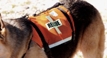 Dogs to the Rescue: K-9 Equipment That Can Save Lives