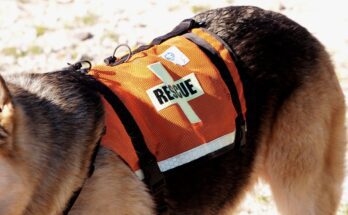 A search and rescue K-9 equipped with a high-visibility harness with "RESCUE" written in black over a white cross.