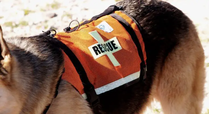 A search and rescue K-9 equipped with a high-visibility harness with "RESCUE" written in black over a white cross.