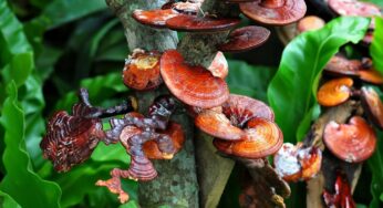 Harnessing the Efficacy of Medicinal Mushrooms for Holistic Health