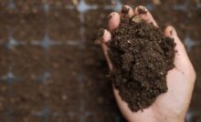 A scientist's hand holding a pile of soil above a seedling tray that is also filled with fresh soil for planting.
