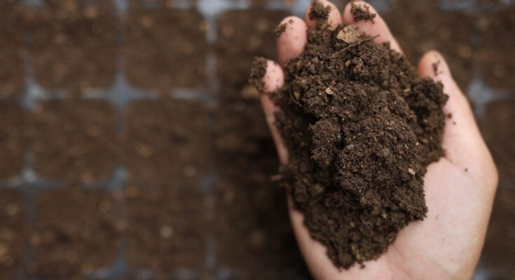 A scientist's hand holding a pile of soil above a seedling tray that is also filled with fresh soil for planting.