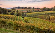 A vineyard in the countryside with rolling green hills at sunset. The sky is a light pink color.