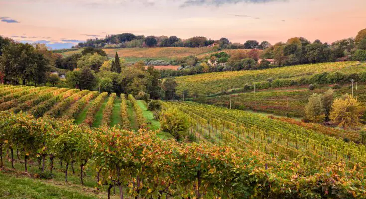 A vineyard in the countryside with rolling green hills at sunset. The sky is a light pink color.