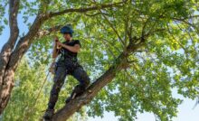 A person wearing a blue hard hat, a black t-shirt, and a harness stands on a tree limb. He's holding onto a red rope.