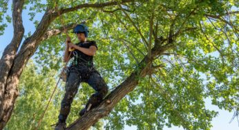 Safety Checks Every Arborist Needs To Do Before a Job