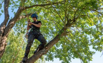 A person wearing a blue hard hat, a black t-shirt, and a harness stands on a tree limb. He's holding onto a red rope.