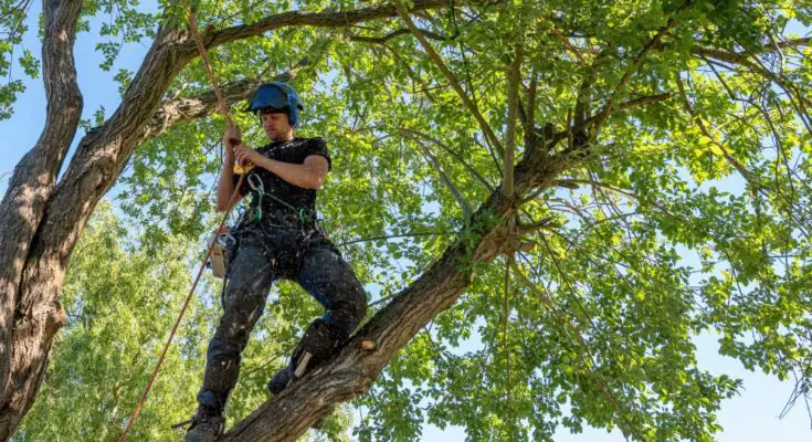A person wearing a blue hard hat, a black t-shirt, and a harness stands on a tree limb. He's holding onto a red rope.