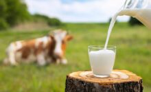 A jug of milk is being poured into a smaller glass. The glass is sitting on a tree stump, and there is a cow blurred in the background.