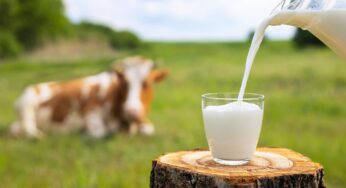 What You Need To Know About Raw Versus Pasteurized Milk
