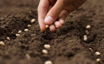 A close-up view shows a hand dropping small, tan seeds in a row in dark, brown soil. There are three rows of seeds.