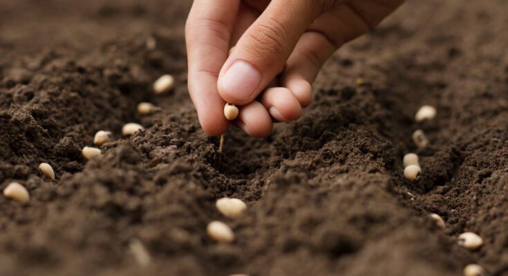 A close-up view shows a hand dropping small, tan seeds in a row in dark, brown soil. There are three rows of seeds.