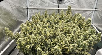 Cherry Mac Strain: A Flavour-Packed Hybrid with Balanced Potency