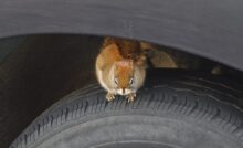 A close-up of a squirrel perching on the top of a car's wheel just underneath the black wheelhouse.