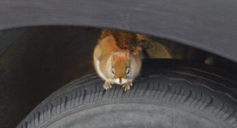 Rodents in Your Car: The Problem and How To Address It