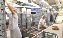 A commercial bakery with two employees wearing an apron and a hairnet. They're moving product into storage bins.