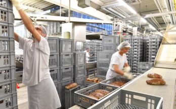 A commercial bakery with two employees wearing an apron and a hairnet. They're moving product into storage bins.