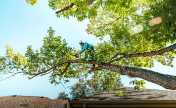 Why Realtors in Seattle Recommend Tree Service Before Listing a Home
