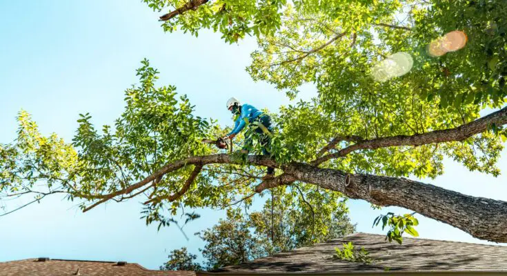 Why Realtors in Seattle Recommend Tree Service Before Listing a Home