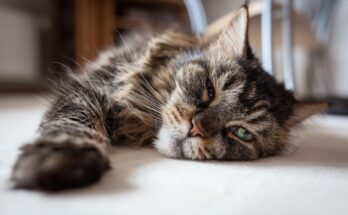 A Maine Coon cat is lying on the floor with its face pushed into the carpet. Its front paw is stretched out in front of it.