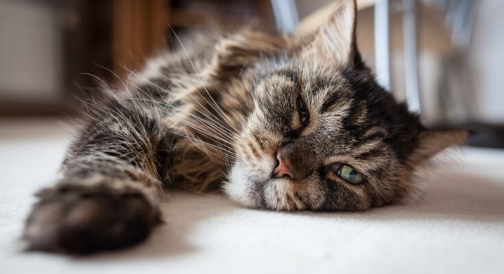 A Maine Coon cat is lying on the floor with its face pushed into the carpet. Its front paw is stretched out in front of it.