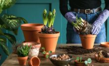 A person stands at a table and, while wearing gloves, repots some different plants into terracotta pots.