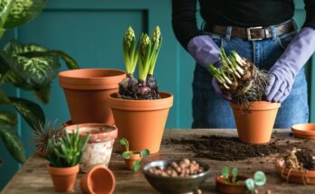 A person stands at a table and, while wearing gloves, repots some different plants into terracotta pots.