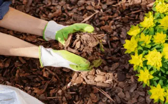 The Power of Mulch: Preparing Your Garden’s Armor Against Winter