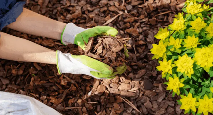 The Power of Mulch: Preparing Your Garden’s Armor Against Winter