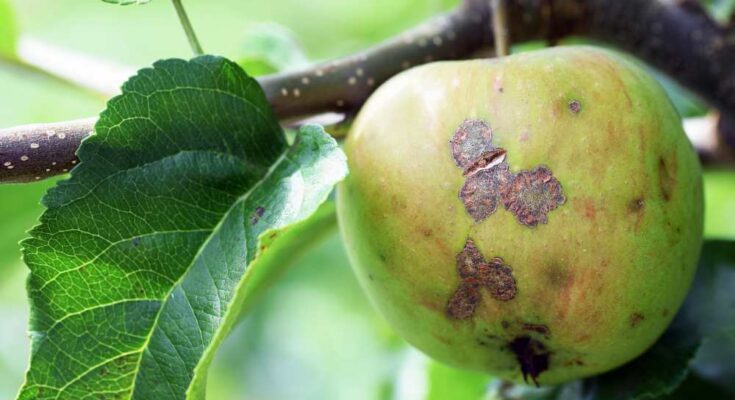 A close-up on a green apple that has the fungal disease, apple scab.
