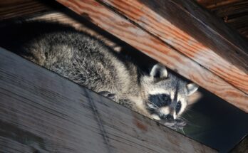 A light illuminates a raccoon perched on a ceiling joist. The raccoon looks down with one hand in front of its nose.