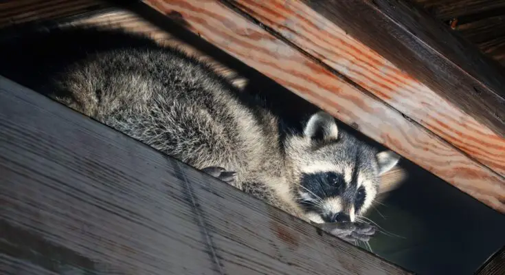 A light illuminates a raccoon perched on a ceiling joist. The raccoon looks down with one hand in front of its nose.