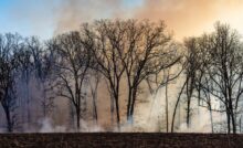 A landscape of bear trees silhouetted against a blue sky with billowing smoke rising from the surrounding field.