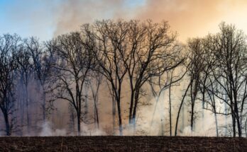 A landscape of bear trees silhouetted against a blue sky with billowing smoke rising from the surrounding field.