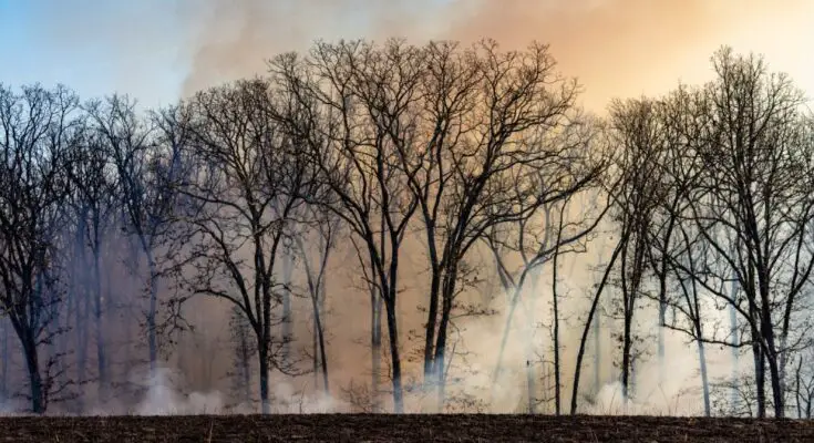 A landscape of bear trees silhouetted against a blue sky with billowing smoke rising from the surrounding field.