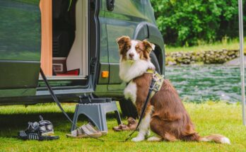 A brown and white dog sits on a grassy bank in front of a body of water. The leash is attached to the open door of an RV.