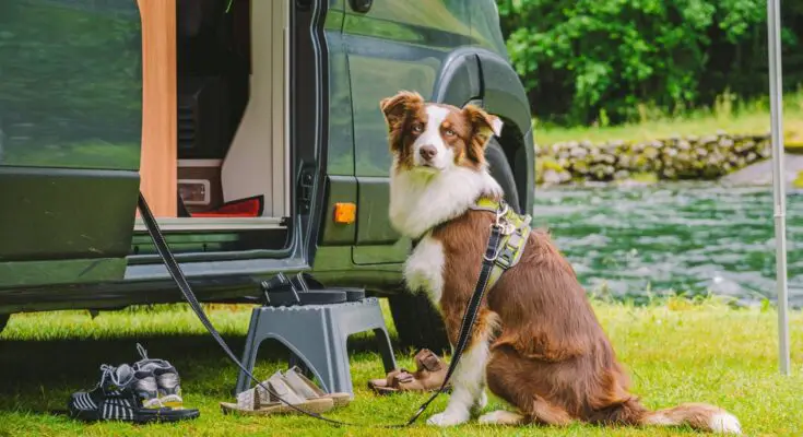 A brown and white dog sits on a grassy bank in front of a body of water. The leash is attached to the open door of an RV.