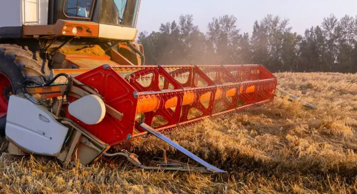 A close-up of teh header of a red harvest combine harvesting wheat in a field at dawn with trees in the background.