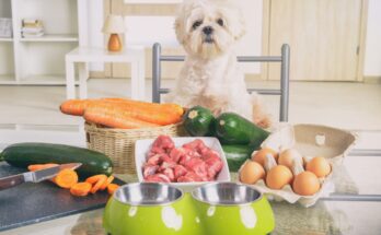 Fresh Natural Food for Puppies, Adults, and Seniors