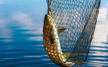 A large golden-yellow trout inside a net is lifted from a body of water. Small ripples travel across the water.