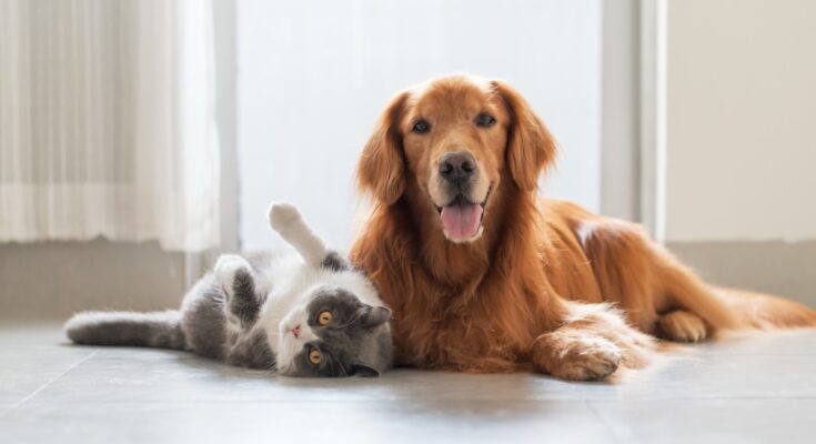 A golden retriever lies on a light floor with its tongue out, while a grey and white cat rests on its back nearby.