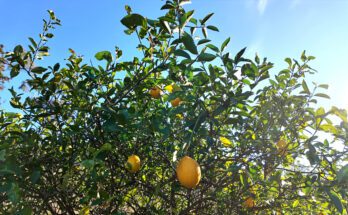Yellow lemons hang from the branches of a tree which features bright green leaves. A blue sky is in the background.