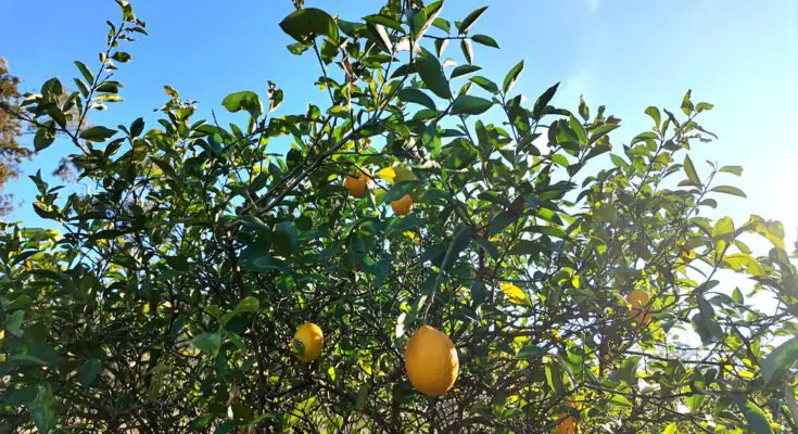 Yellow lemons hang from the branches of a tree which features bright green leaves. A blue sky is in the background.