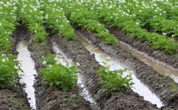 Multiple rows of potato plants with water pooling between each row. The soil appears to be way too wet.
